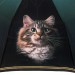 ТРИ СЛОНА зонт женский кошки 10 спиц, 3 сложения, суперавтомат, набивной "ФОТОСАТИН", купол 103 см. L3102G-04